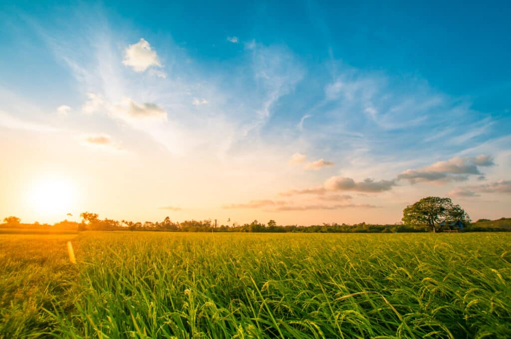 formation dans la transition environnementale